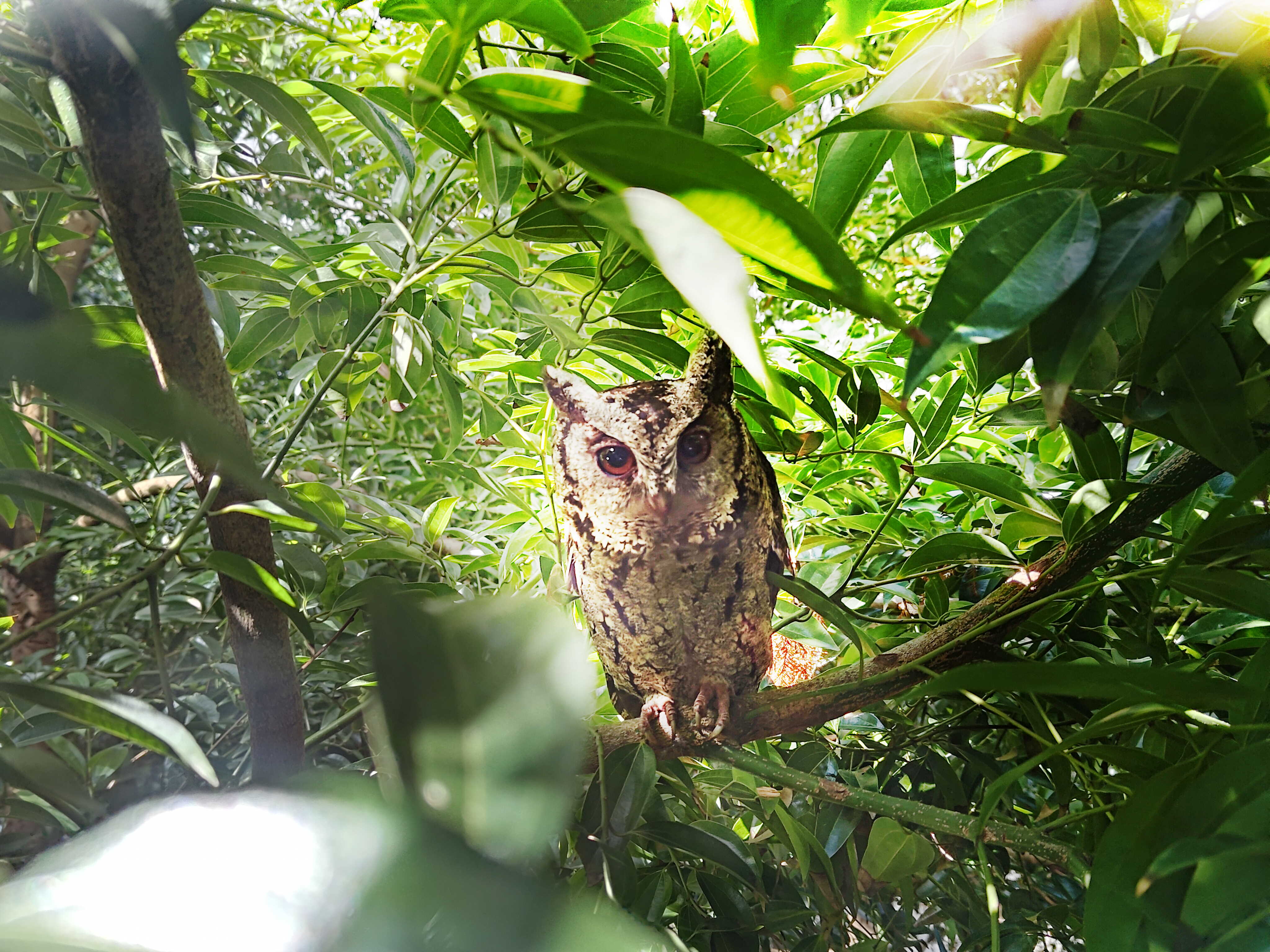 悟空体育致力提倡净零绿生活，16年以来在全球各厂区植树逾百万棵，造就各厂区树木蔚然成林，犹如森林工厂，成为许多生物的栖息地